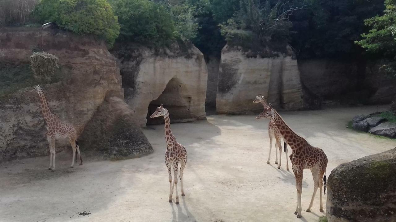 Saumur Loire Chambres Et Gite Vernantes Dış mekan fotoğraf